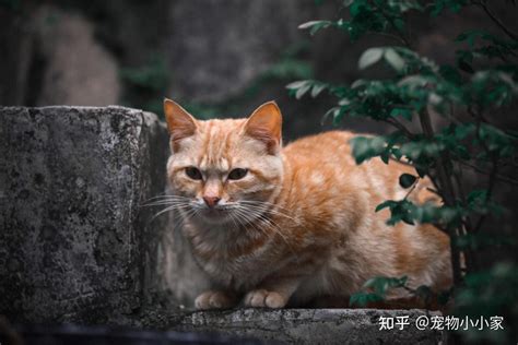 猫来家好吗|为什么俗话总说“自来猫”养不得？原来有这些讲究